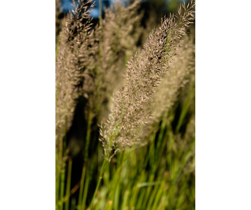 Korean Feather Reed Grass